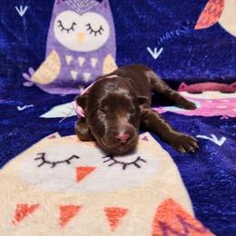 Madelyne - Liver female German Shepherd puppy in Los Lunas, New Mexico from Mali's German Shepherds LLC