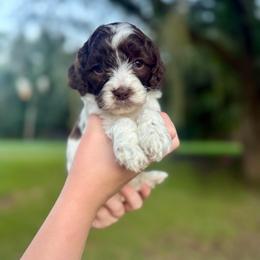 Sunny - Brown and white female Cockapoo puppy in Tallahassee, Florida from Panhandle Pups