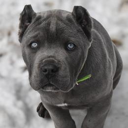 Cane Corso Puppies from Willow Creek Cane Corsos