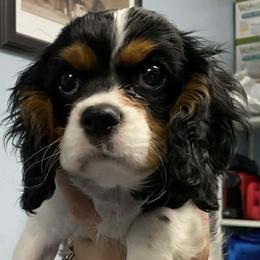 Bernese Mountain Dog and Cavalier King Charles Spaniel Puppies from Kiss A Doodlez