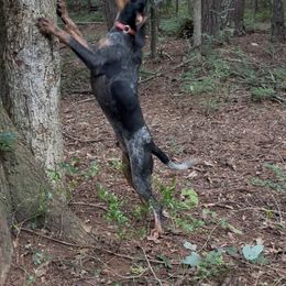 Knox - Bluetick Coonhound
