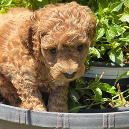 Purple Collar Girl - Red  female Goldendoodle puppy in Colorado Springs, Colorado from Pikes Peak Doodles