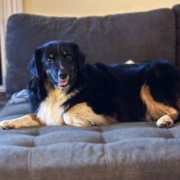 Flower - Miniature American Shepherd