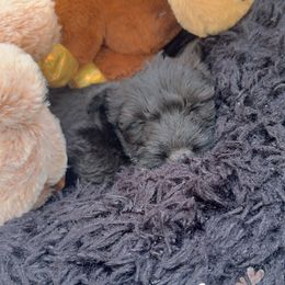 Acorn - Scottish Terrier puppy from Stefany Farm of Happiness
