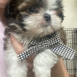 Shih Tzu Puppies from Tiny Bubbles Shih Tzus