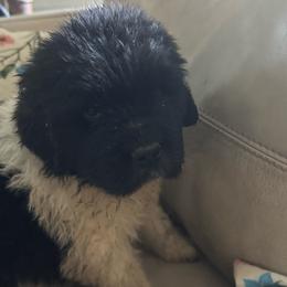 Landseer boy - White and black male Newfoundland puppy in St Cloud, Minnesota from BurningEmbers