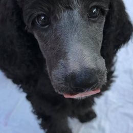 Poodles from Skyview Standards