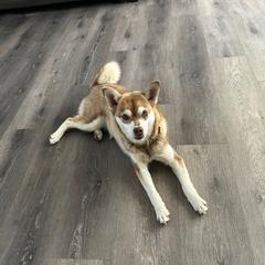 Honey - Alaskan Klee Kai