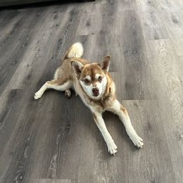 Honey - Alaskan Klee Kai