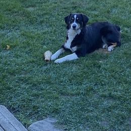 Roary - Australian Shepherd