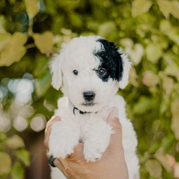 Snowball - Black and white female Sheepadoodle puppy in Patterson, California from Dooling Doodles