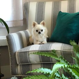 Jim - Chihuahua