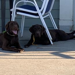 Labrador Retriever Puppies from Cozy Acres Farm Labradors