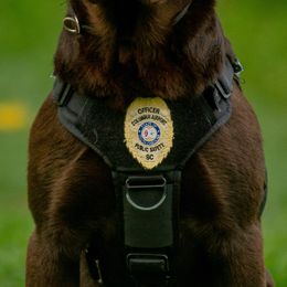 Gauge - upcoming - Labrador Retriever