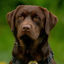 Gauge - upcoming - Labrador Retriever