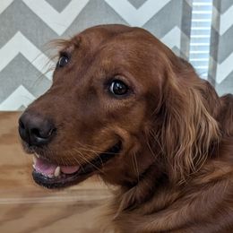 Ember - Golden Retriever