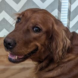 Ember - Golden Retriever