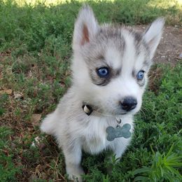 White - Gray and white female Siberian Husky puppy in Mccool Junction, Nebraska from Sininger Lagoon