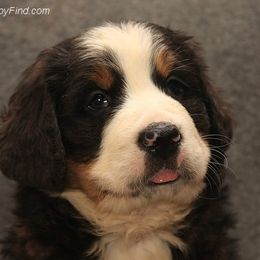 Bernese Mountain Dog Puppies from Brookwood Bernese Mountain Dogs