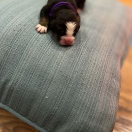 Girl 2 - Black rust and white Bernese Mountain Dog puppy in Michigan from Hummingbird Berners