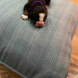 Girl 2 - Black rust and white Bernese Mountain Dog puppy in Michigan from Hummingbird Berners