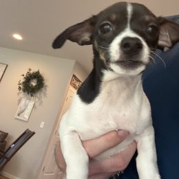 Pancho - Black and white male Chihuahua puppy in Fife, Washington from Agape Chihuahua