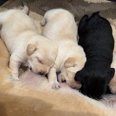 Yellow - Yellow female Labrador Retriever puppy in Muskegon, Michigan from Punches Paws Labradors