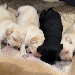 Yellow - Yellow female Labrador Retriever puppy in Muskegon, Michigan from Punches Paws Labradors