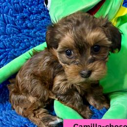 Camilla the Chicken AKA Ali - Red sable female Havanese puppy in Provo, Utah from New Canyon Havanese & Coton Puppies