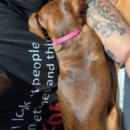 Dachshund Puppies from Witchy Woman’s Wiener’s