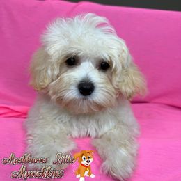 Layla - White female Maltipoo puppy in Pisgah, Alabama from Mashburns Little Munchkins