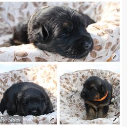 Girl 2 Black and Red - Black and red female German Shepherd puppy in Spencer, Wisconsin from T Double B LLC