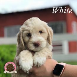 Australian Labradoodle Puppies from Rainbow Row Labradoodles