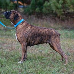 Katie - Boxer