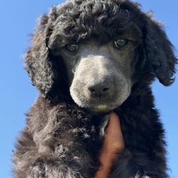 Prince - Blue male Poodle puppy in Tampa, Florida from Enjoy Life Poodles