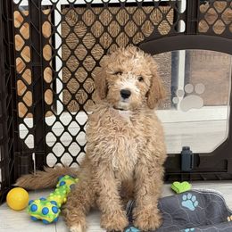 Ned - Apricot male Labradoodle puppy in Miami, Florida from DG Labradoodles