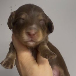 Boy 1 - Chocolate and tan male Dachshund puppy in Fredericksburg, Indiana from Blue River Mini Dachshunds