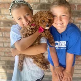Assorted Doodle Crosses, Cavapoo, Cockapoo, and Poodle Puppies from Doodles by Tatum