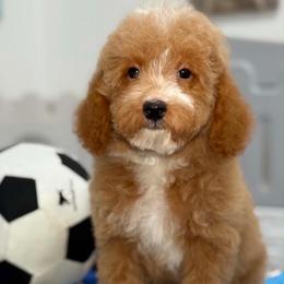 Ziggy - Apricot male Goldendoodle puppy in Yuciapa, California from AlltheDoodlez_