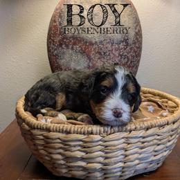Boysenberry - Tri-color male Bernedoodle puppy in Cambridge, Minnesota from Country Meadow Doodles