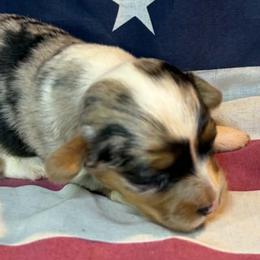 Male 2 - Blue merle and white male American Corgi puppy in Portland, North Dakota from Sliding stop corgis