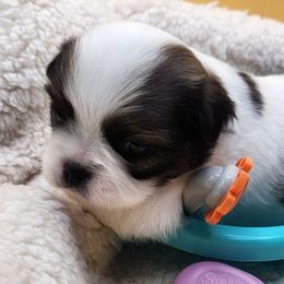 Boy 3 - Sable and white male Japanese Chin puppy in Vernon, Connecticut from Chin Babies