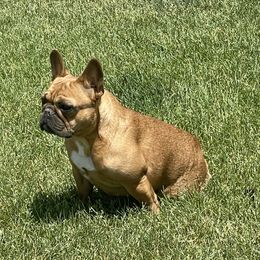 Lucy - French Bulldog