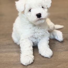 Leo - Gray and white male Sheepadoodle puppy in La Plata, Maryland from Serenity Creek Doodles