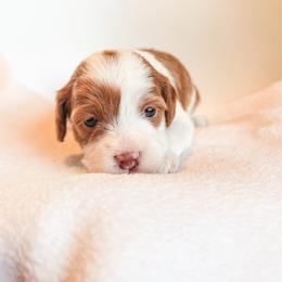 Tin man - Blenheim male Cavapoo puppy in Idaho Falls, Idaho from Freckle Paw Family