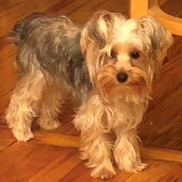 Khaleesi - Yorkshire Terrier