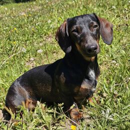 Dally - Dachshund