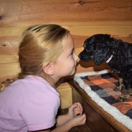 G6 Pink Female - Phantom female Poodle puppy in Nelson, Missouri from MD Triple Creek Ranch