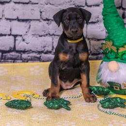 Yellow Girl - Red and rust female Doberman Pinscher puppy in Shelby, North Carolina from IronBee Dobermans