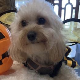 Coco - Maltipoo